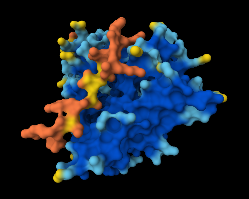 AlphaFold Prediction of Peptide 1 Surface View