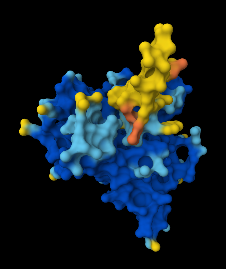 AlphaFold Prediction of Peptide 4 Surface View