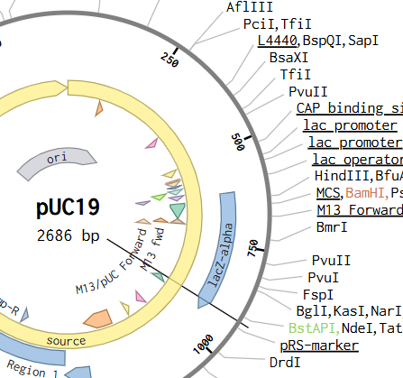 Plasmid Restriction Enzymes
