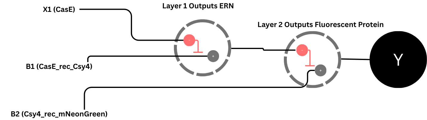 Neuromorphic Circuit Canva