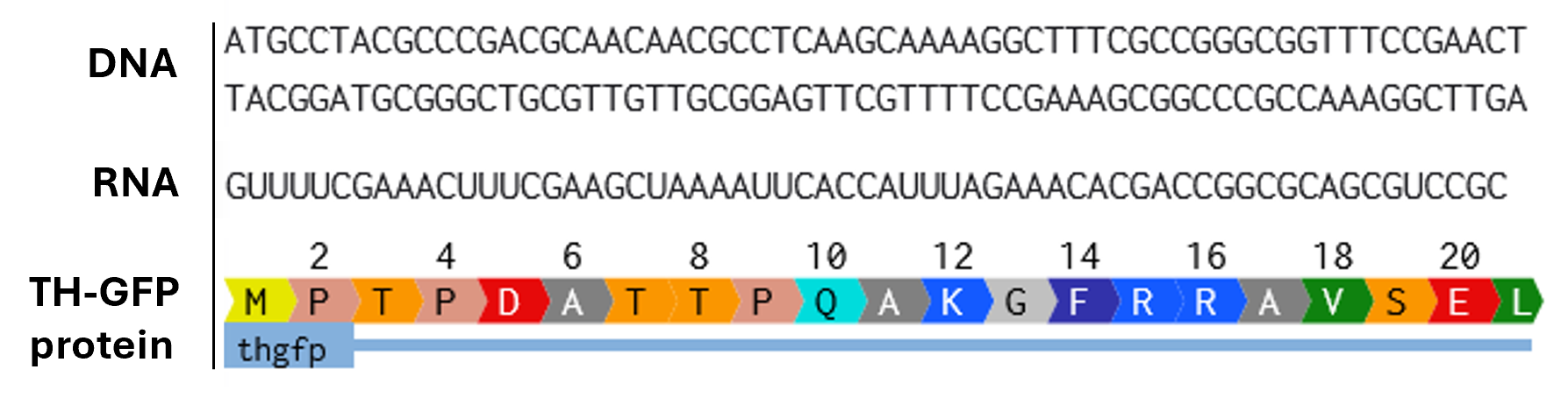 HT-GFP DNA, rNA, Protein aligned