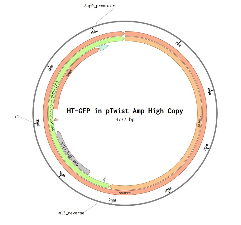 TH-GFP_plasmid