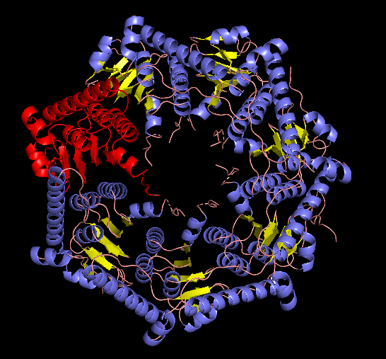 EM structure of the ClpP visualized with Pymol