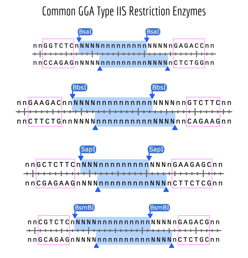 Common Golden Gate Assembly enzymes