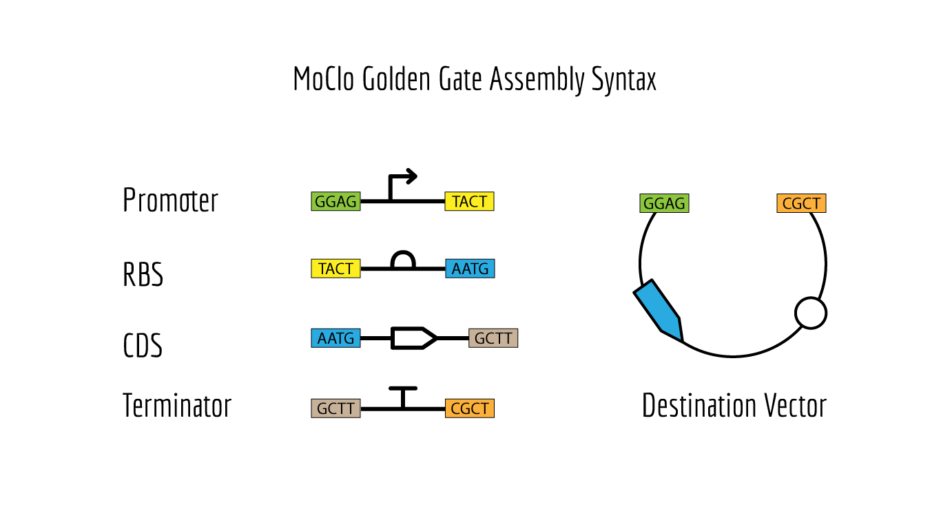 MoClo Golden Gate Assembly Syntax