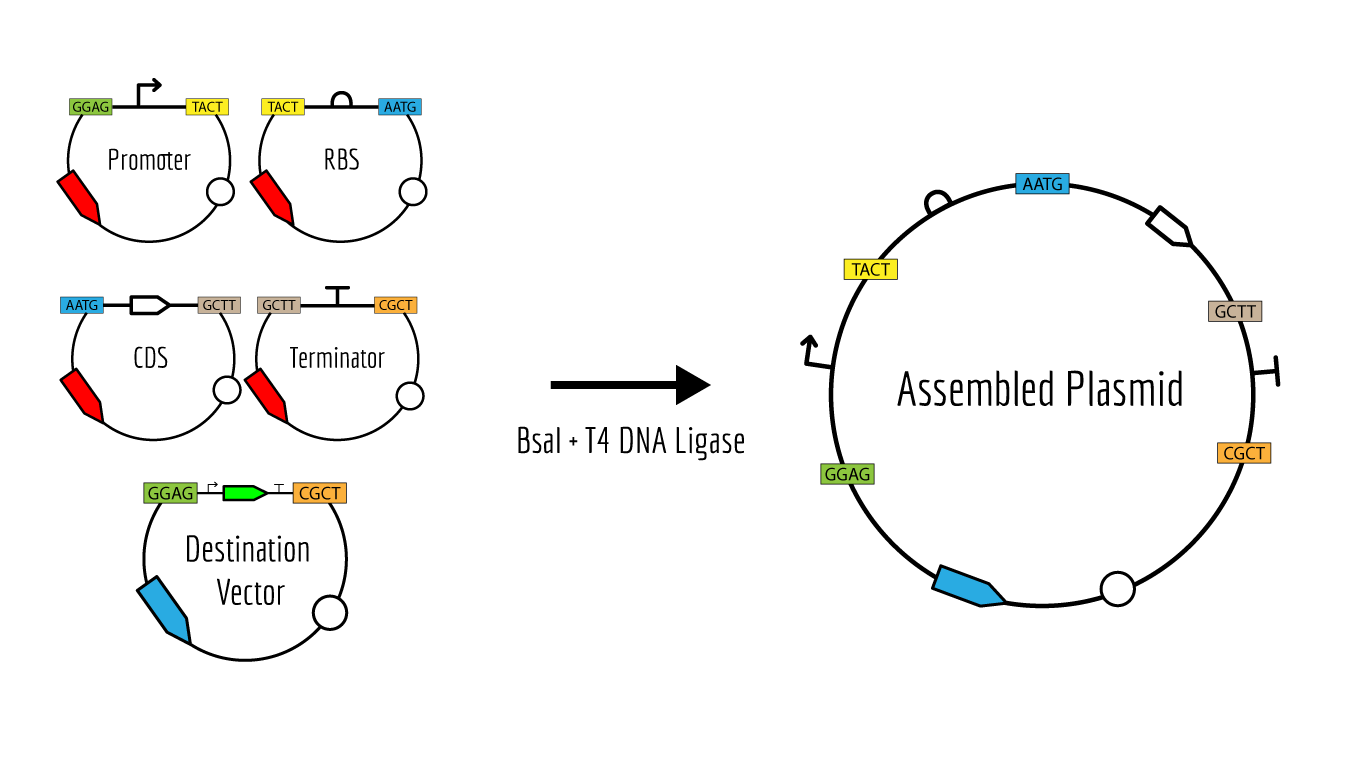 Common Golden Gate Assembly enzymes