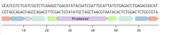promoter_linear