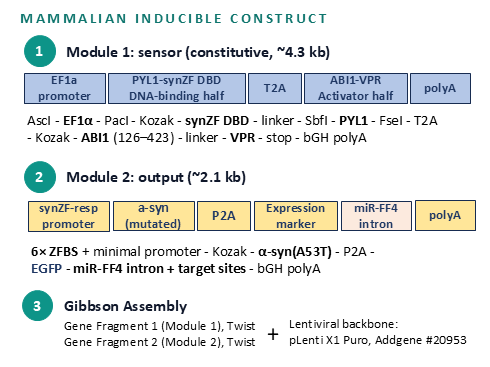 mamm_prototype