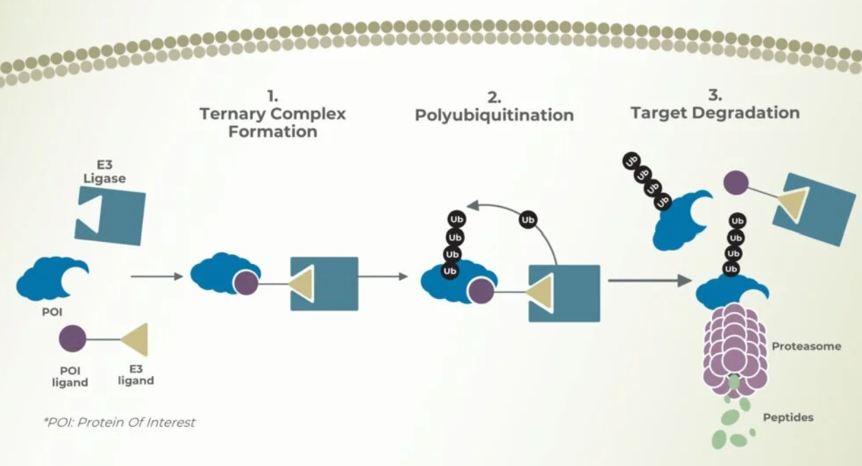 bioPROTAC