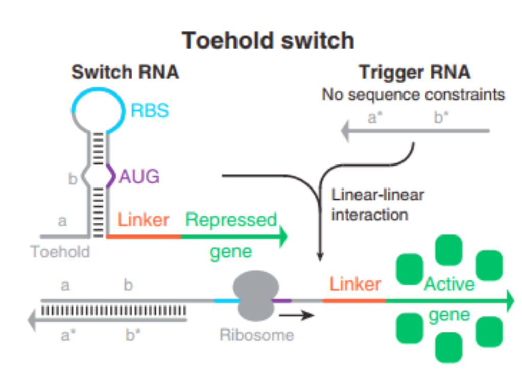toehold_switch