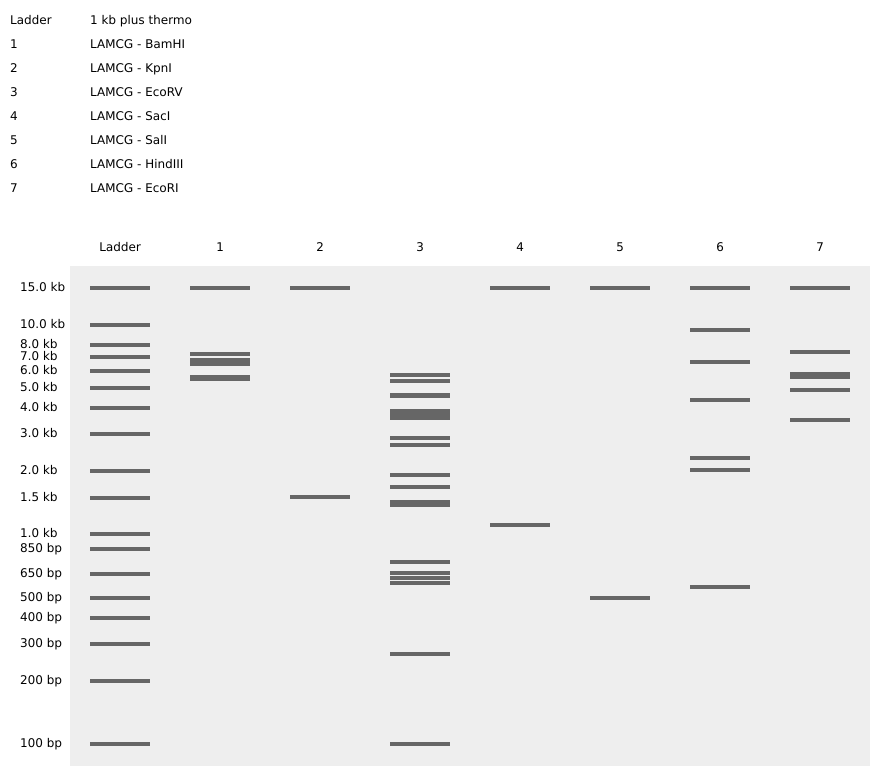 Virtual digest sequence LAMCG