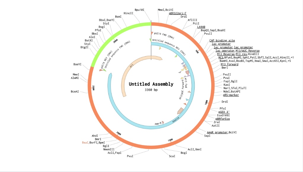 Benchling Plasmid Map