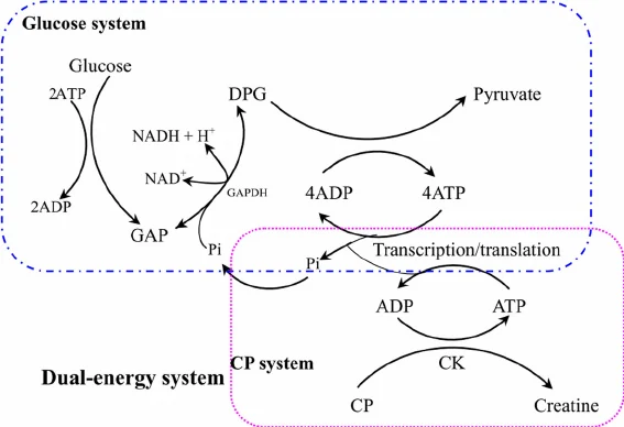 ATP regeneration pathways for cell-free protein synthesis
