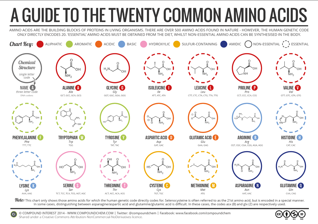 Amino Acid Guide
