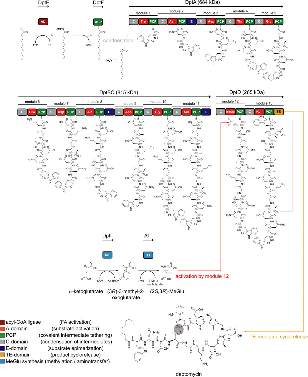 Daptomycin NRPSs