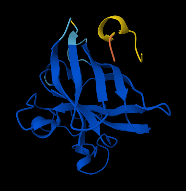 Peptide 2: WSYGVVALALGK