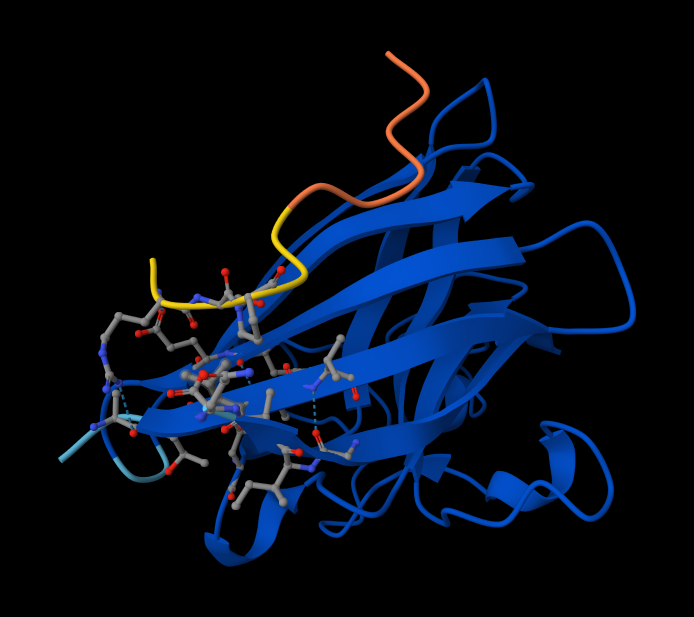 Peptide 4: WRSPAAAAGHGK
