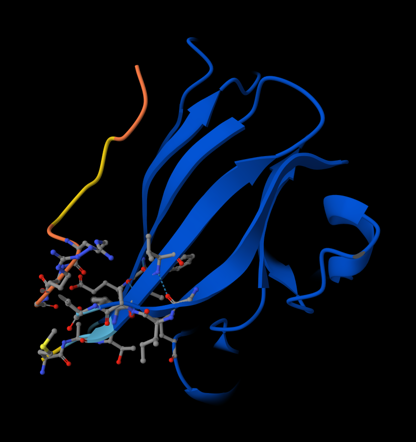 Peptide 5