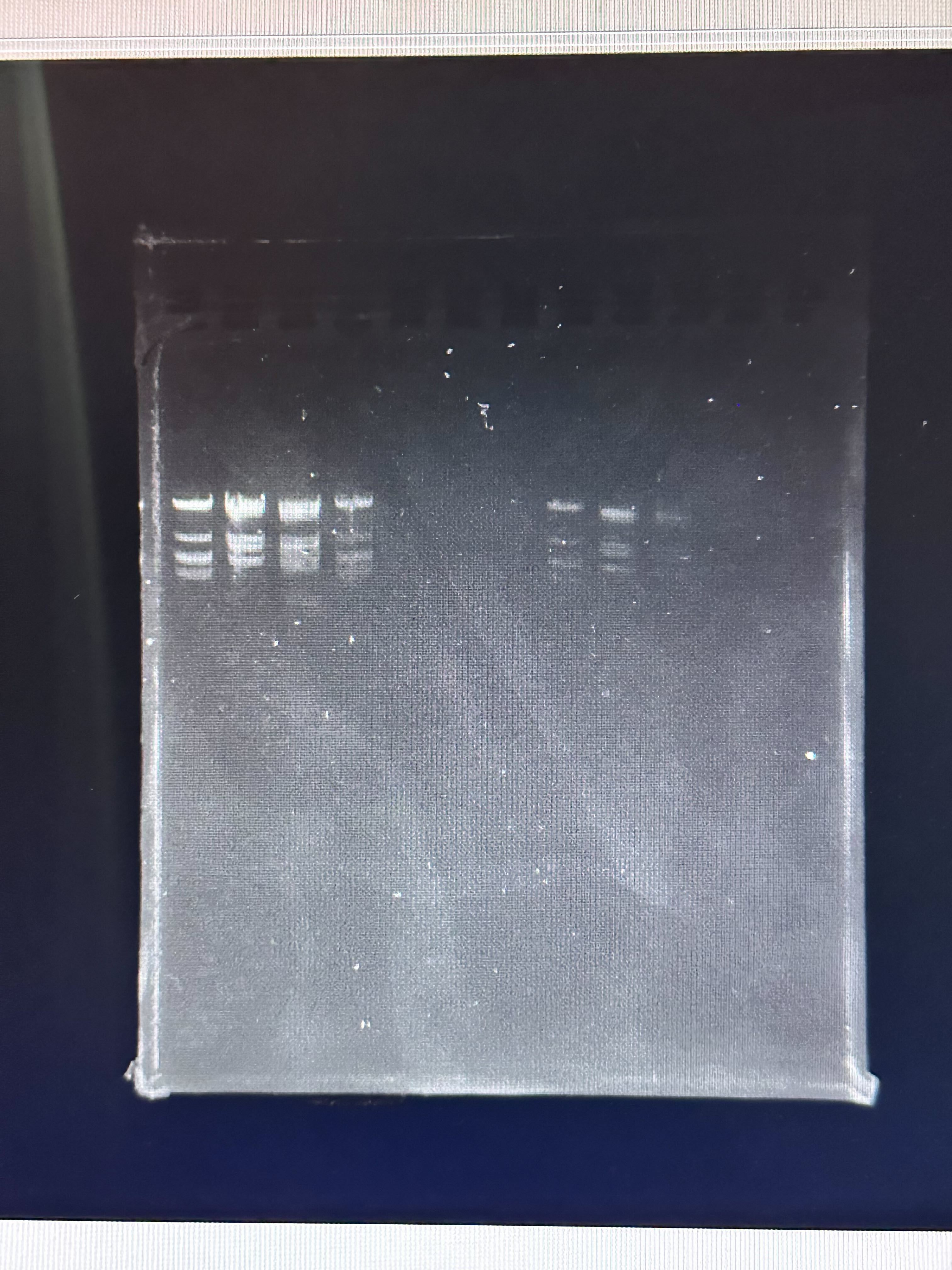 Observed Gel Result