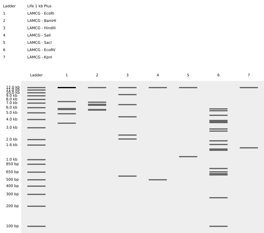 Restriction digestion gel image