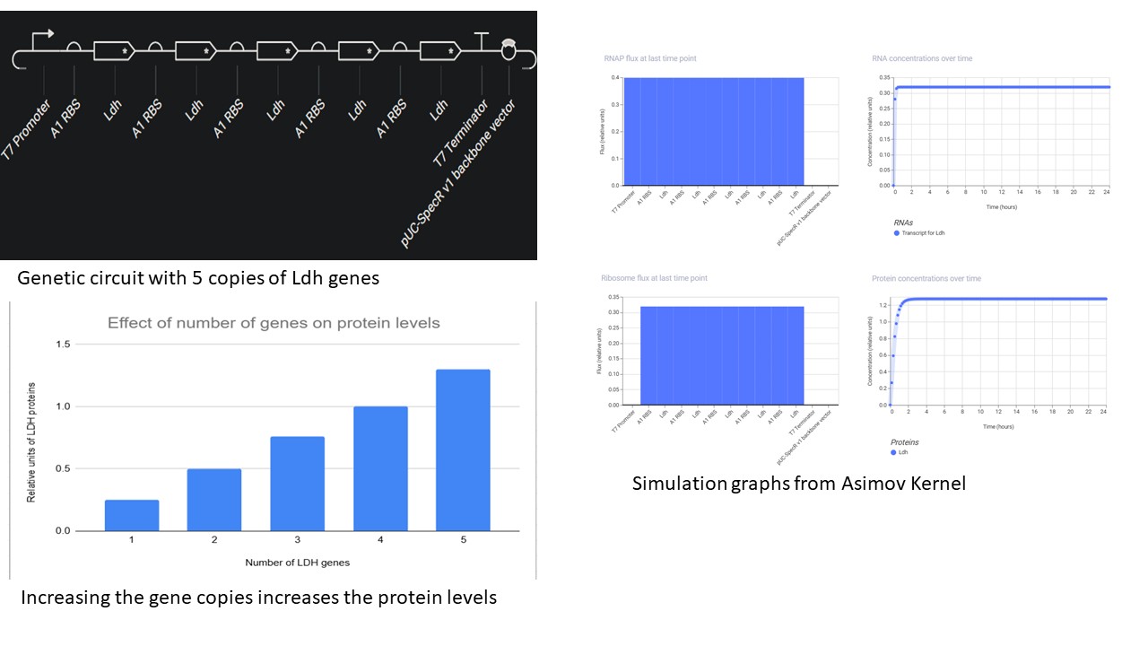 Ldh overexpression