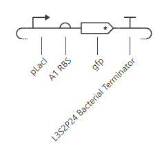 gene circuit 1 schematic