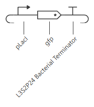 gene circuit 2 schematic