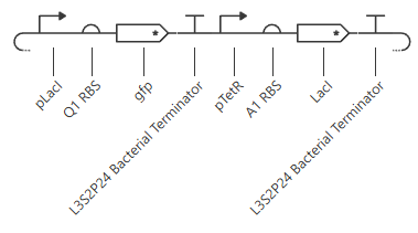 gene circuit 3 schematic