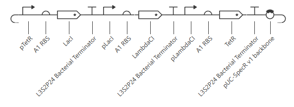repressilator schematic
