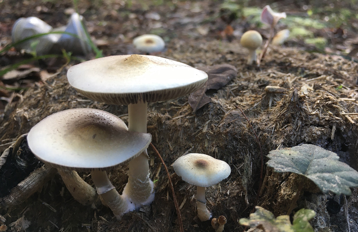 shroom