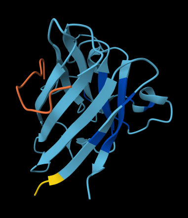 WRYGVAAAEHKK Binding