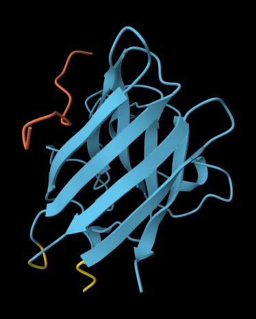 WRYYAVAAELWK Binding