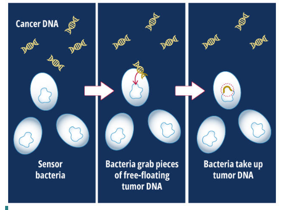 Credit: National Cancer Institute