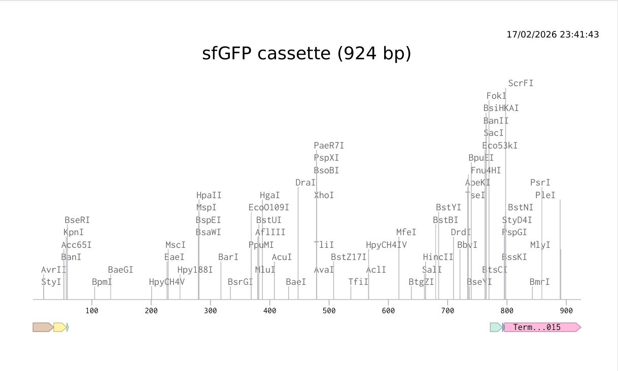 SfGFP cassette on benchling