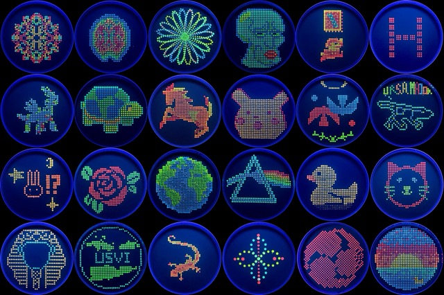 Grid of colorful LED petri-dish bioart displays