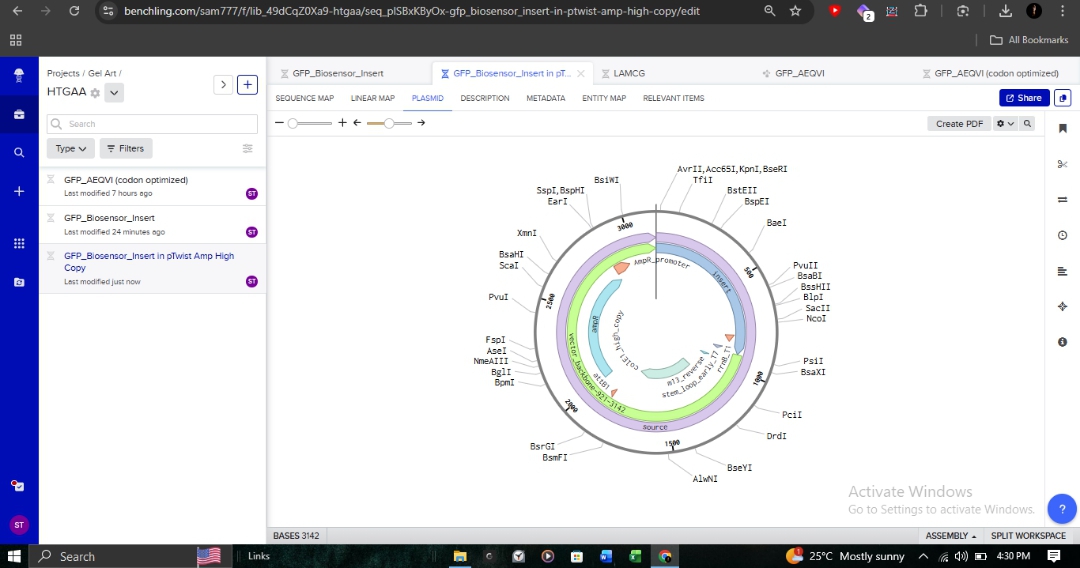 Final Circular Plasmid Map