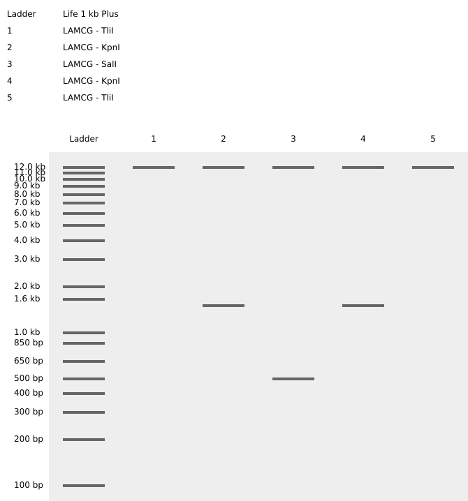Final In-Silico Gel Art