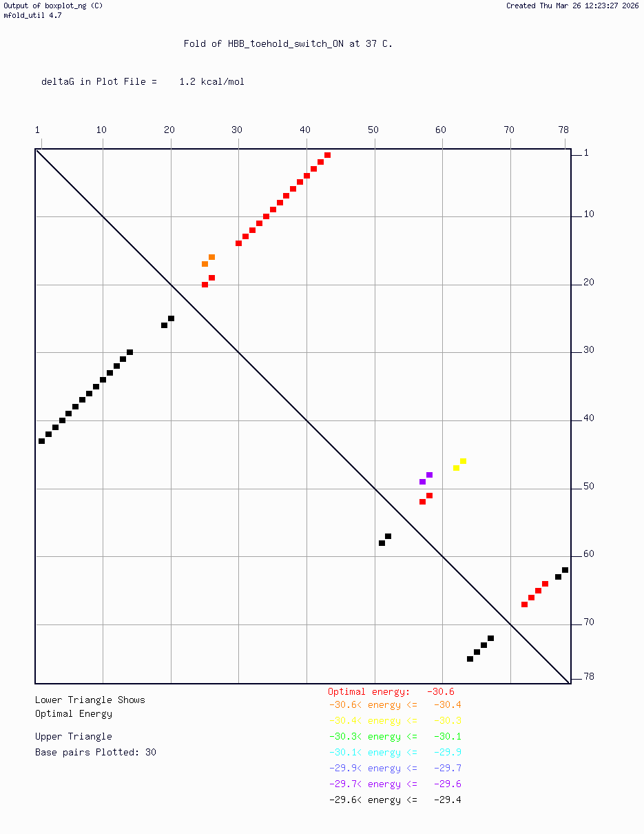 HBB Toehold Switch — ON State Optimized