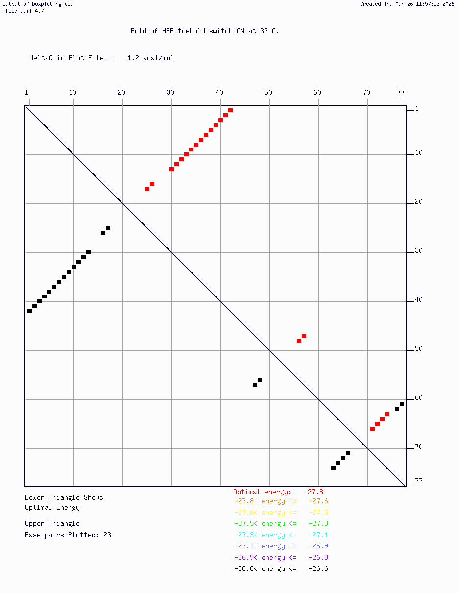 HBB Toehold Switch — ON State