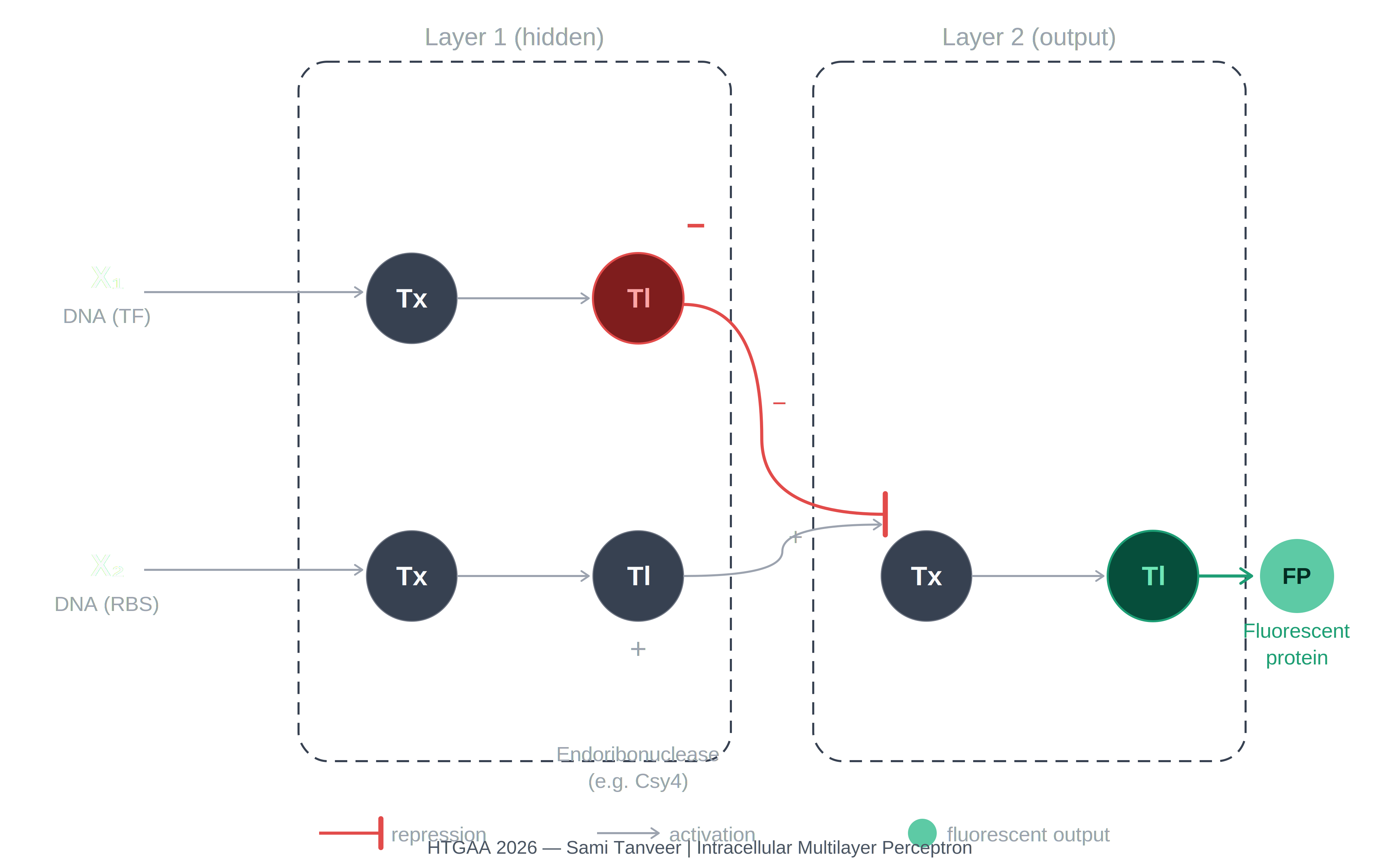 Intracellular Multilayer Perceptron — iANN