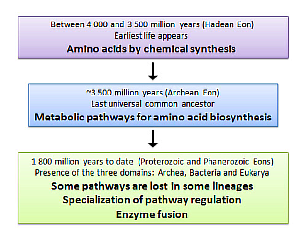 History of Amino Acids