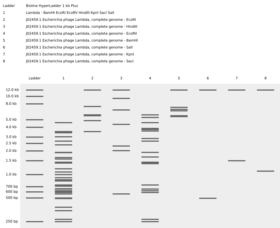 Simulated restriction digests of λ DNA with multiple enzymes