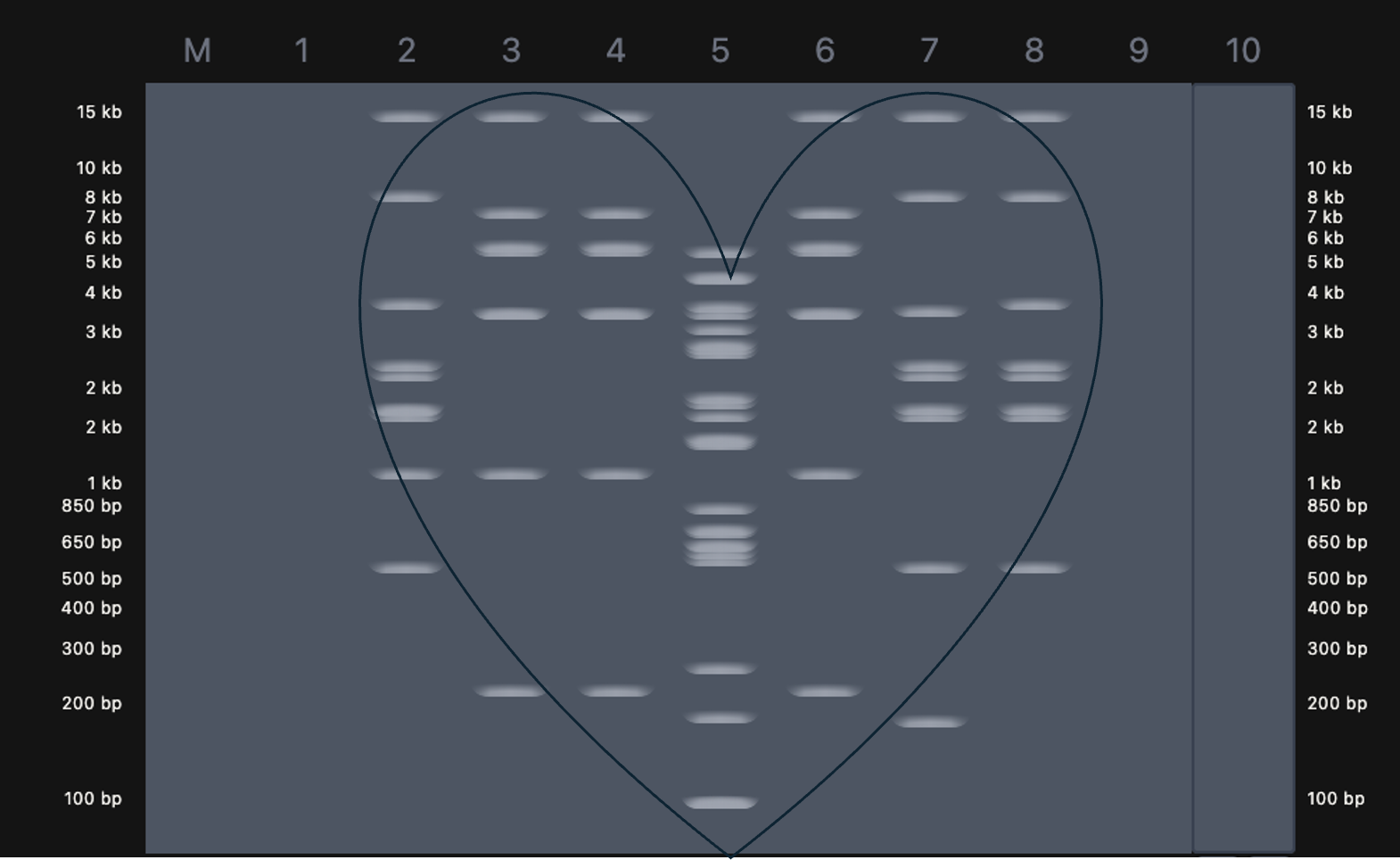 Heart-shaped gel pattern