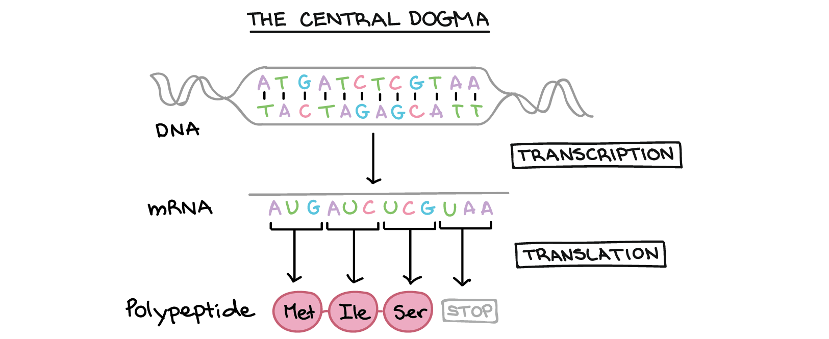Central Dogma of life ~ Khan Academy