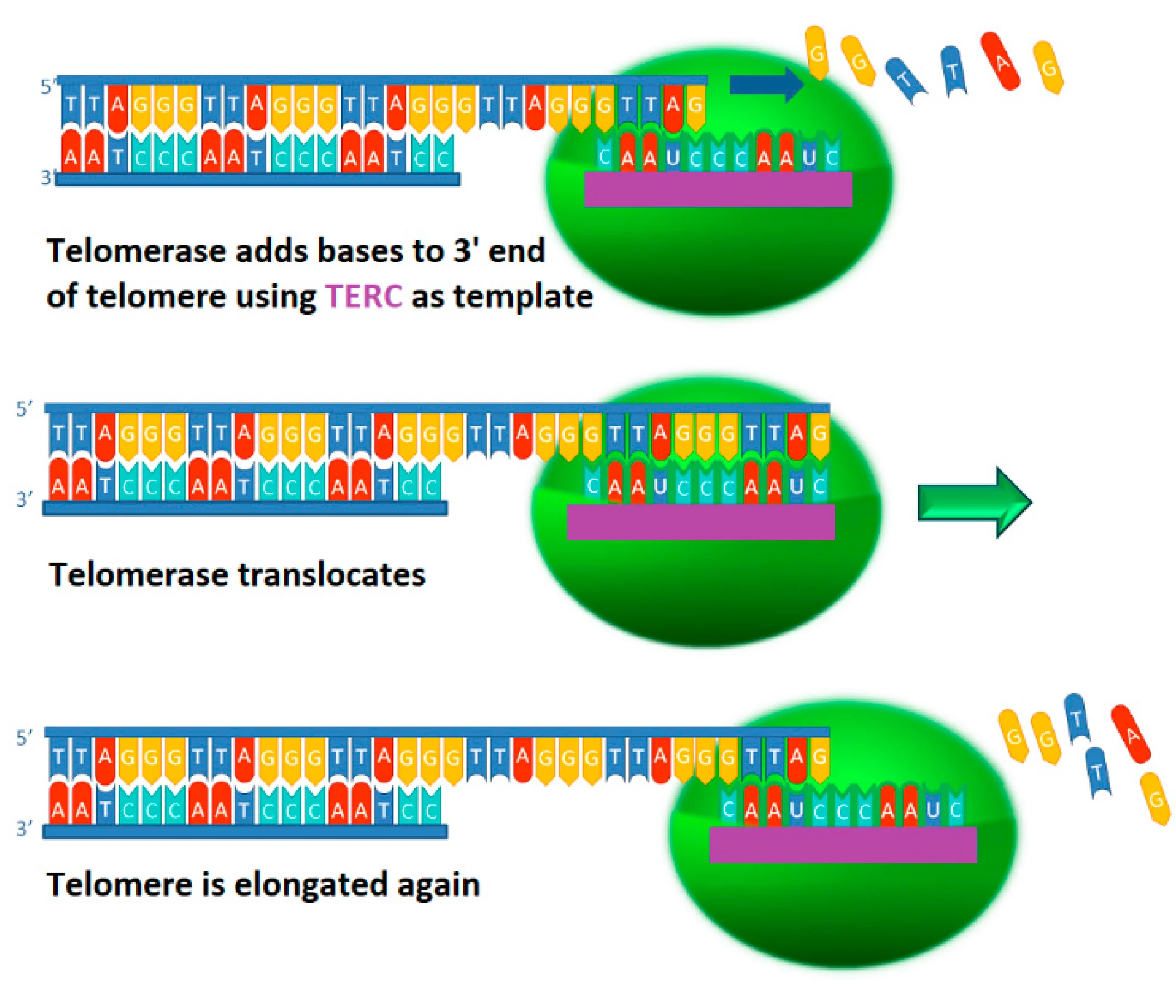 Telomerase elongating a telomere