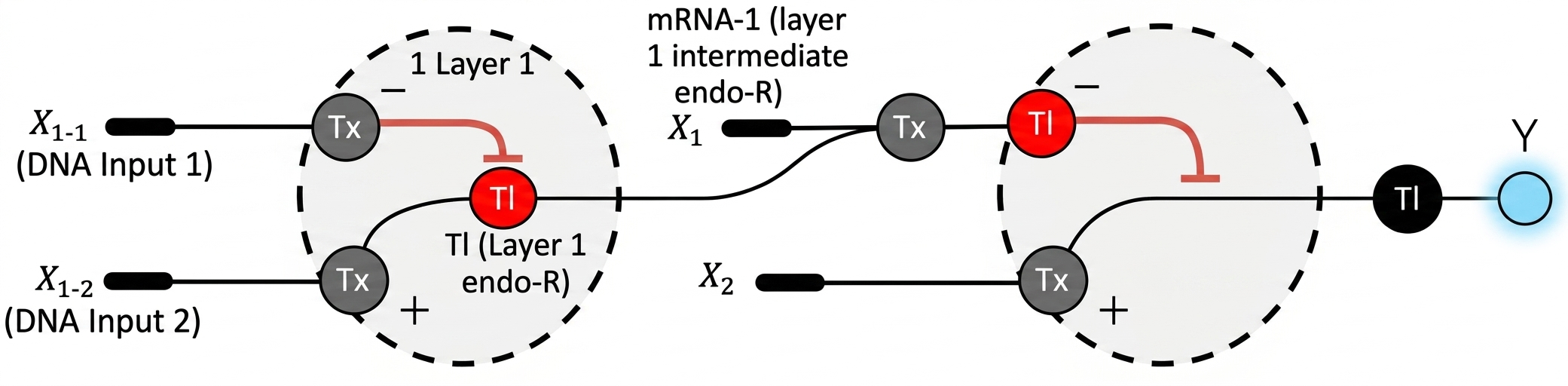 Intracellular 2-layer perceptron