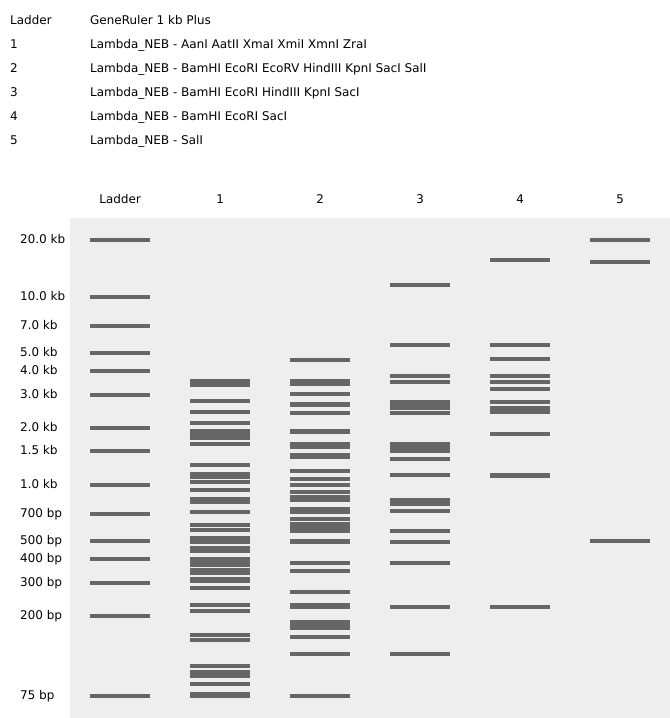 Gel Electrophoresis pattern sequence 1a