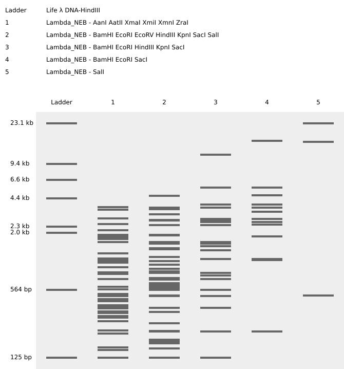Gel Electrophoresis pattern sequence 1b