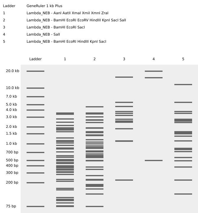 Gel Electrophoresis pattern sequence 2a