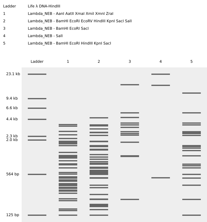 Gel Electrophoresis pattern sequence 2b